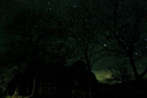 Twilight stars and trees.jpg